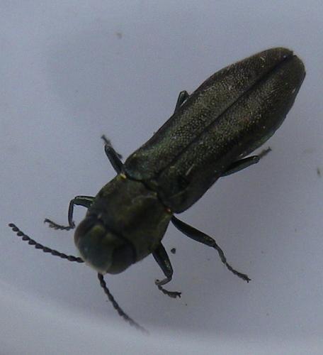 Réf. 287 694 : Agrilus sp.